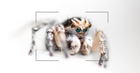 Visuel du concours photo 2026 – araignée photographiée en macro du concours photo 2026 – araignée photographiée en macro